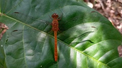 Rhodopygia