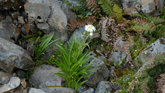 Dolichoglottis scorzoneroides