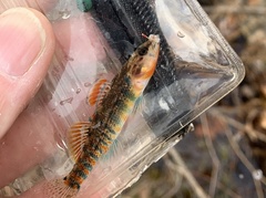 Etheostoma fragi