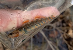 Etheostoma fragi