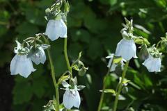 Codonopsis clematidea