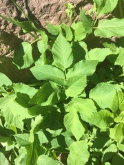 Aegopodium podagraria