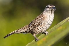 Campylorhynchus yucatanicus