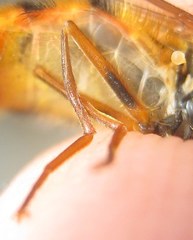 Epistrophe melanostoma