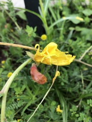 Narcissus bulbocodium