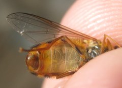 Epistrophe melanostoma