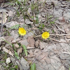 Tussilago farfara