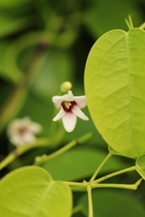 Stauntonia hexaphylla