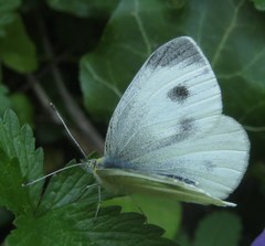 Pieris mannii
