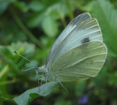 Pieris mannii