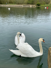 Cygnus olor