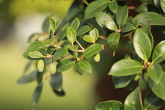 Osmanthus heterophyllus
