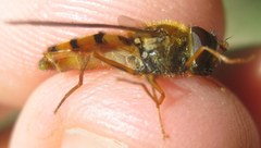 Epistrophe melanostoma