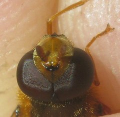 Epistrophe melanostoma