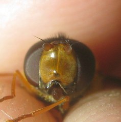 Epistrophe melanostoma