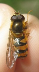 Epistrophe melanostoma