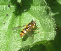 Epistrophe melanostoma