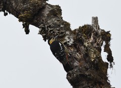 Dendrocopos darjellensis