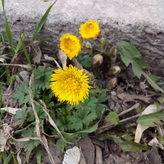 Tussilago farfara