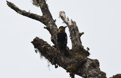 Dendrocopos darjellensis