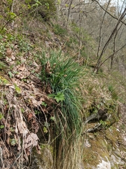 Carex biltmoreana