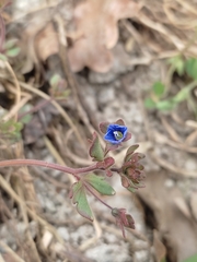 Veronica triphyllos