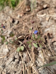 Veronica triphyllos