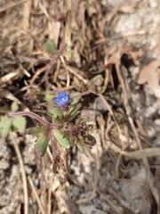 Veronica triphyllos