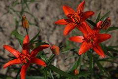 Lilium concolor partheneion