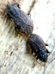 Drymus brunneus