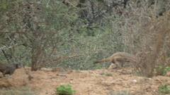 Suricata suricatta