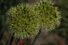 Allium obliquum