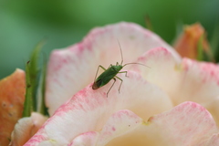 Closterotomus