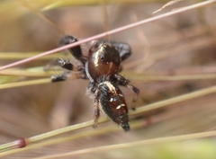 Thyene imperialis