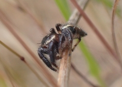 Thyene imperialis