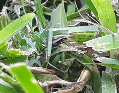 Trigonidium cicindeloides