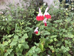 Salvia × jamensis