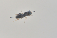 Monodontomerus obscurus