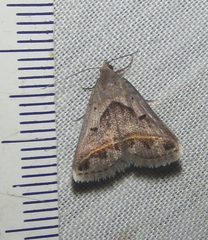 Acantholipes trimeni