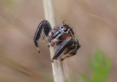 Thyene imperialis