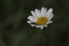 Pseudovadonia