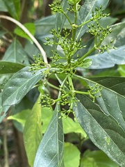 Pavetta hongkongensis