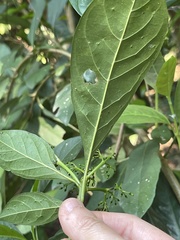 Pavetta hongkongensis