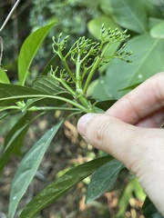 Pavetta hongkongensis