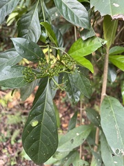 Pavetta hongkongensis