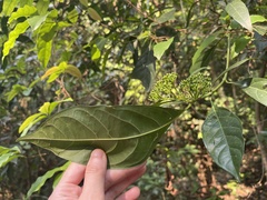 Pavetta hongkongensis