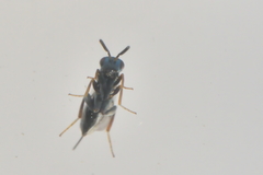 Monodontomerus obscurus