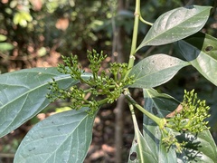 Pavetta hongkongensis