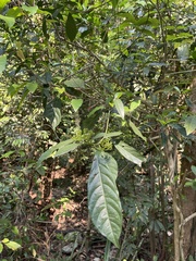 Pavetta hongkongensis