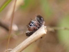 Thyene imperialis